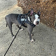 Zeus is registered to the contest to win money with this photo: dog, service_dog, leash, harness, sidewalk, concrete, soil, outdoor, pet, canine, ears_up, walking, training, alert, animal, nature, daylight, standing, curious, brown_white_dog