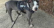 Zeus is registered to the contest to win money with this photo: alert, animal, brown_white_dog, canine, concrete, curious, daylight, dog, ears_up, harness, leash, nature, outdoor, pet, service_dog, sidewalk, soil, standing, training, walking