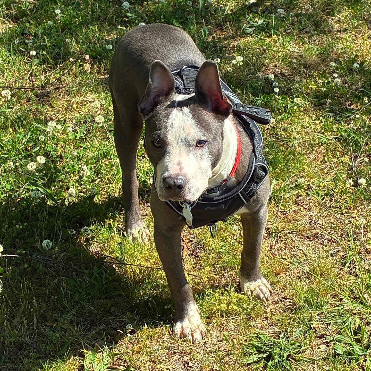 Zeus joined the competition — help win amazing prizes! dog, canine, pet, outdoor, grass, sunlight, harness, collar, animal, nature, greenery, flower, daylight, walking, alert, ears, fur, muzzle, paws, standing