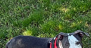 Zeus is registered to the contest to win money with this photo: dog, canine, pet, grass, outdoor, greenery, harness, animal, standing, alert, nature, daylight, mammal, looking_up, ears, black_and_white, fur, friendly, companion, playful