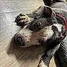 Zeus joined the competition — help win amazing prizes! dog, pet, lying_down, floor, wooden_floor, collar, red_collar, close_up, animal, canine, indoor, resting, paw, ears, fur, snout, relaxed, calm, home, domestic