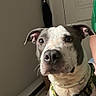Zeus is registered to the contest to win money with this photo: animal, attention, canine, closeup, collar, companion, curious, dog, door, ears, floor, green_shirt, house, indoor, light, nametag, person, pet, portrait, wall