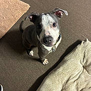 Zeus joined the competition — help win amazing prizes! animal, bed, beige, brown, canine, carpet, collar, companion, curious, cute, dog, ears, floor, fur, gray, indoor, looking_up, paw, pet, white