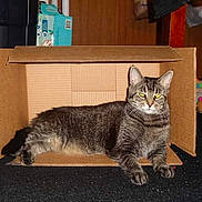 Sally joined the competition — help win amazing prizes! cat, tabby_cat, cardboard_box, indoor, carpet, floor, pet, animal, feline, relaxed, resting, household, home, domestic, fur, whiskers, ears, eyes, paws, black_carpet