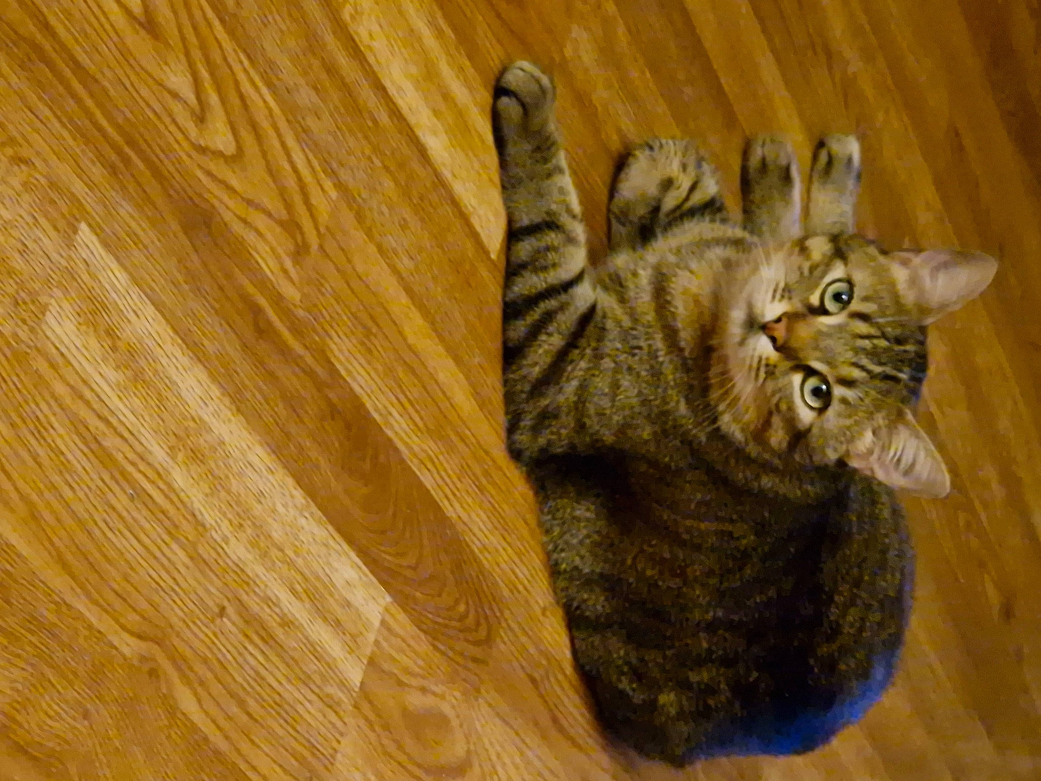 Pilou participe au concours pour gagner de l'argent avec cette photo : carnivore, cat, claw, domestic_short_haired_cat, fawn, felidae, flooring, fur, hardwood, paw, plank, plywood, small_to_medium_sized_cats, snout, tail, varnish, whiskers, wood, wood_flooring, wood_stain