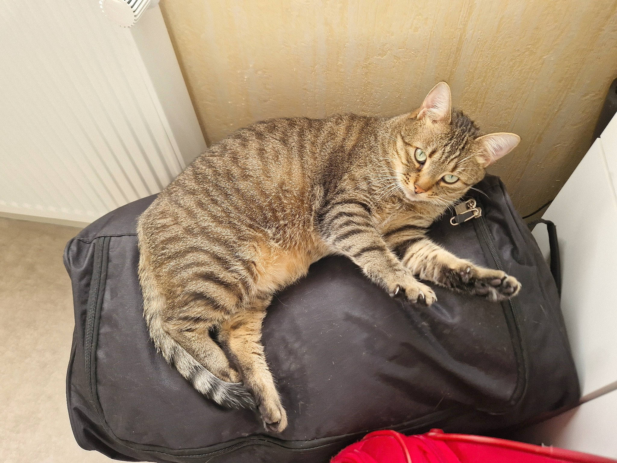 Pilou a rejoint le concours — aidez-le/la à gagner de superbes lots ! bed, carnivore, cat, cat_bed, cat_supply, comfort, domestic_short_haired_cat, felidae, fur, nap, paw, sitting, small_to_medium_sized_cats, snout, tail, terrestrial_animal, whiskers