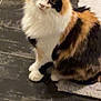 cat, calico, fluffy, pet, indoor, tile_floor, curious, animal, feline, fur, whiskers, ears, sitting, looking_up, domestic, cute, mammal, companion, household, curious_expression