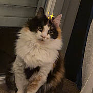 Pouss a rejoint le concours — aidez-le/la à gagner de superbes lots ! cat, calico, fluffy, indoor, curious, sitting, window, curtain, sparkle, pet, feline, animal, domestic, soft, fur, whiskers, paws, face, cozy, texture