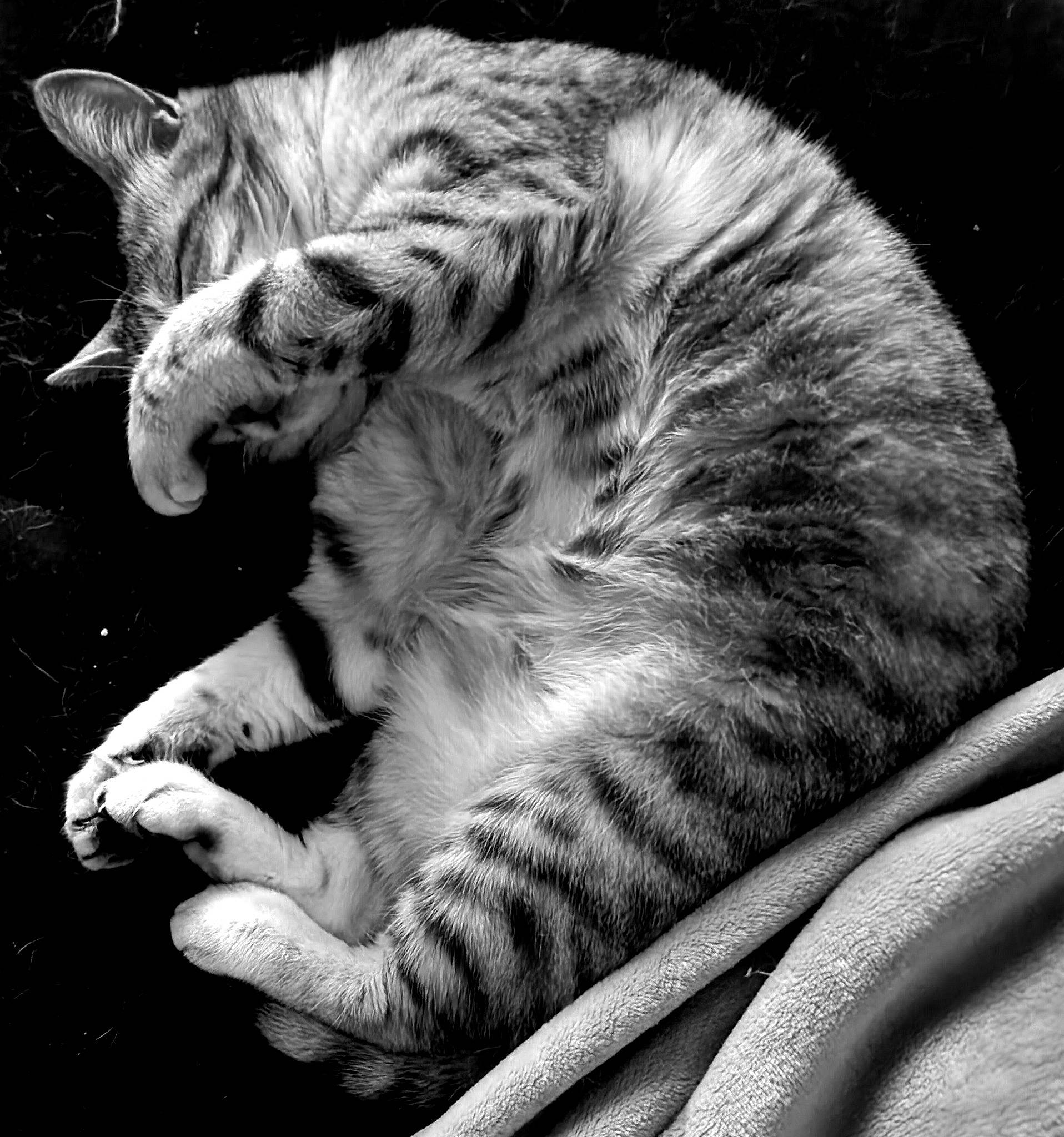 Pearl participe au concours pour gagner de l'argent avec cette photo : black_and_white, carnivore, cat, domestic_short_haired_cat, felidae, fur, gesture, grey, mammal, monochrome, monochrome_photography, organism, small_to_medium_sized_cats, snout, style, tail, terrestrial_animal, vertebrate, whiskers, white