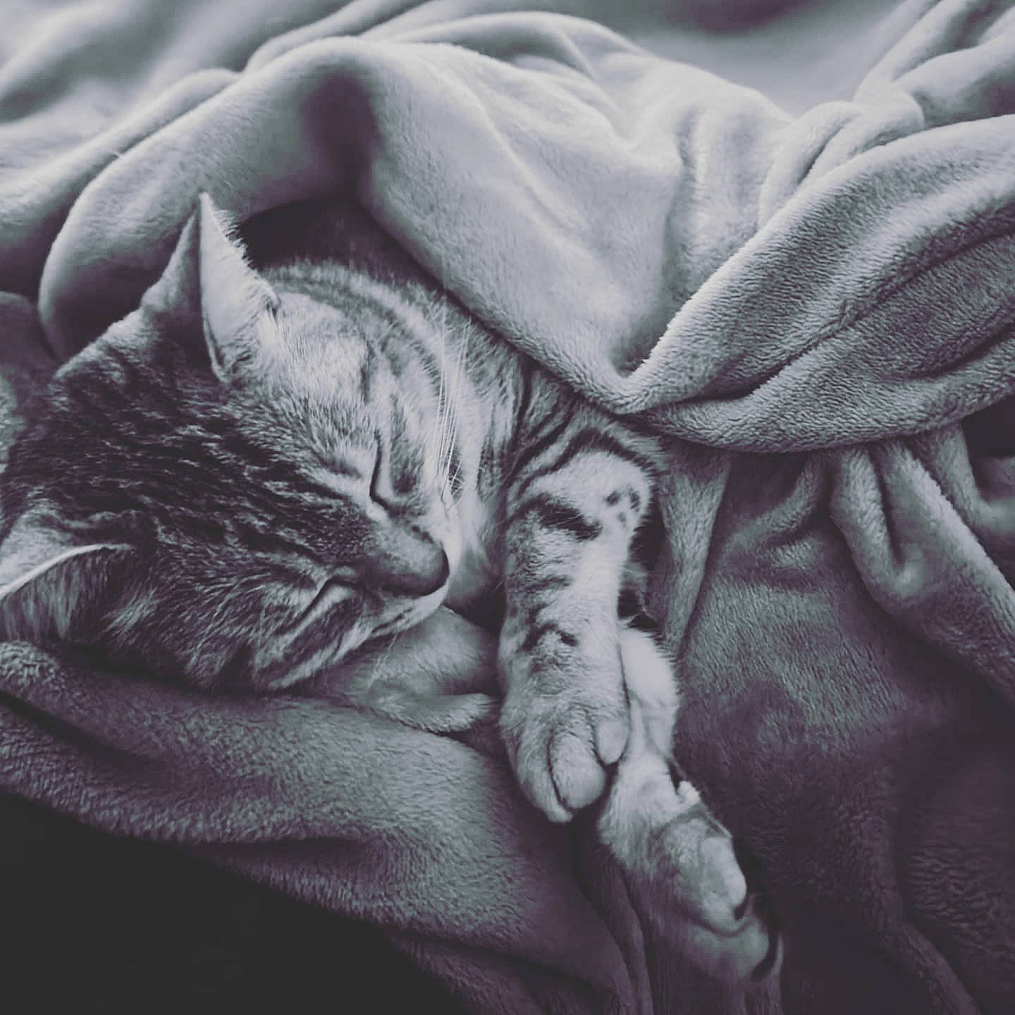 Pearl participe au concours pour gagner de l'argent avec cette photo : bedding, carnivore, cat, close_up, cloud, comfort, felidae, fur, gesture, grey, linens, mammal, monochrome, monochrome_photography, nap, sky, small_to_medium_sized_cats, textile, vertebrate, whiskers