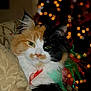cat, calico, fur, green_eyes, ribbon, holiday, christmas_lights, bokeh, cushion, indoor, pet, closeup, face, whiskers, sleepy, decor, festive, cute, animal, relaxed