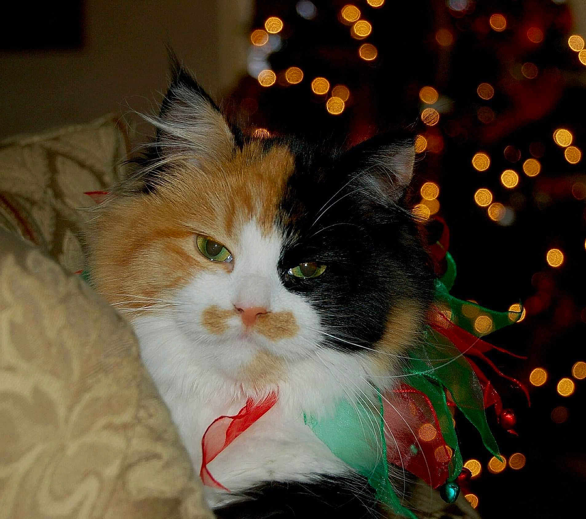 Cali joined the competition — help win amazing prizes! cat, calico, fur, green_eyes, ribbon, holiday, christmas_lights, bokeh, cushion, indoor, pet, closeup, face, whiskers, sleepy, decor, festive, cute, animal, relaxed