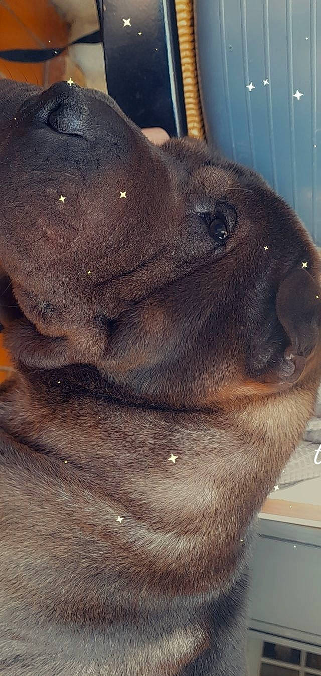 Idefix a rejoint le concours — aidez-le/la à gagner de superbes lots ! canidae, carnivore, companion_dog, dog, dog_breed, ear, eyelash, fawn, fur, jaw, liver, metal, pet_supply, snout, sporting_group, terrestrial_animal, whiskers, working_animal, wrinkle