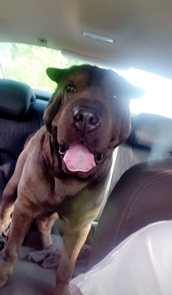 Idefix participe au concours pour gagner de l'argent avec cette photo : auto_part, canidae, carnivore, cloud, comfort, companion_dog, dog, dog_breed, family_car, fawn, fur, guard_dog, selfie, snout, sporting_group, vehicle_door, whiskers, window, windshield, working_animal