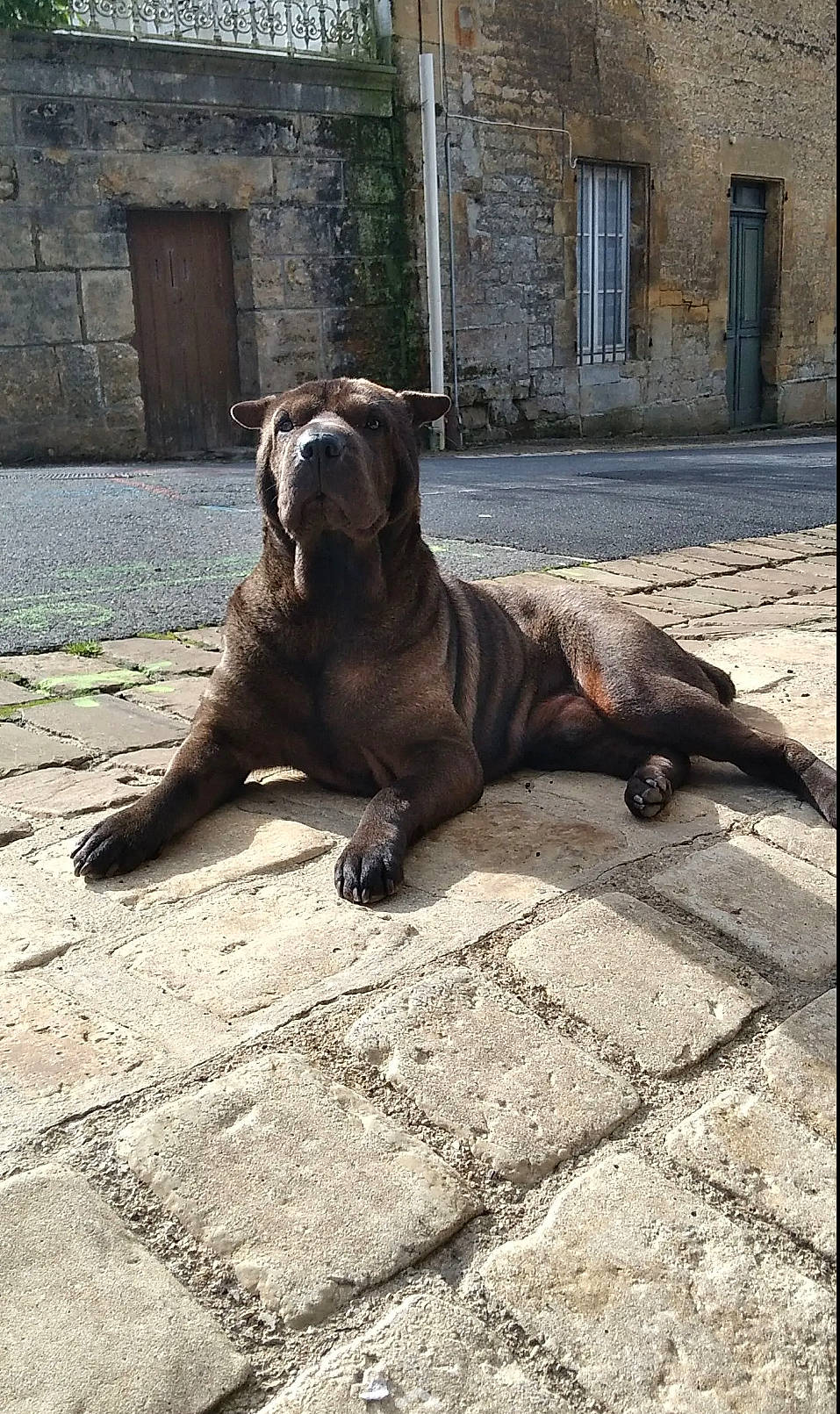 Idefix a rejoint le concours — aidez-le/la à gagner de superbes lots ! building, canidae, carnivore, companion_dog, dog, dog_breed, door, fawn, flooring, liver, road_surface, snout, sporting_group, street, tail, terrestrial_animal, wildlife, window, wood, working_animal