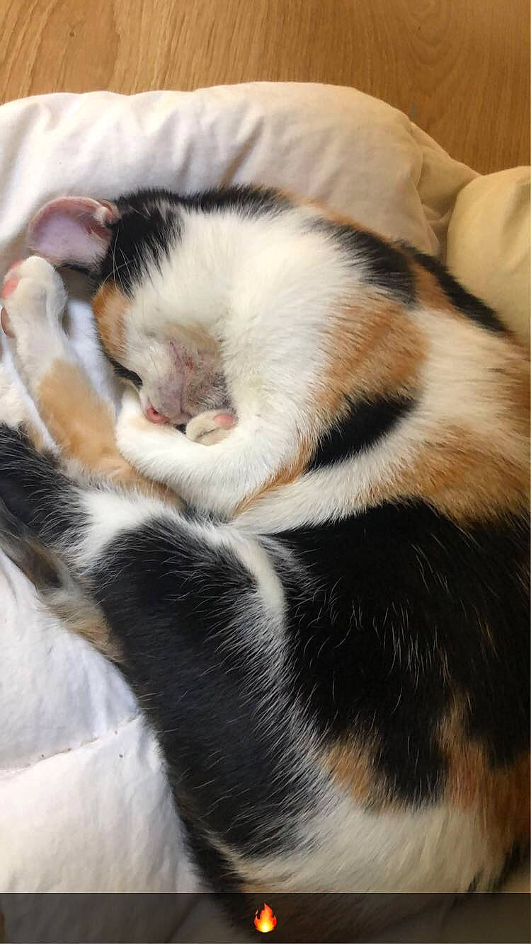 Lila participe au concours pour gagner de l'argent avec cette photo : canidae, carnivore, cat, claw, comfort, companion_dog, dog_breed, domestic_short_haired_cat, fawn, felidae, foot, fur, nap, paw, small_to_medium_sized_cats, tail, terrestrial_animal, whiskers