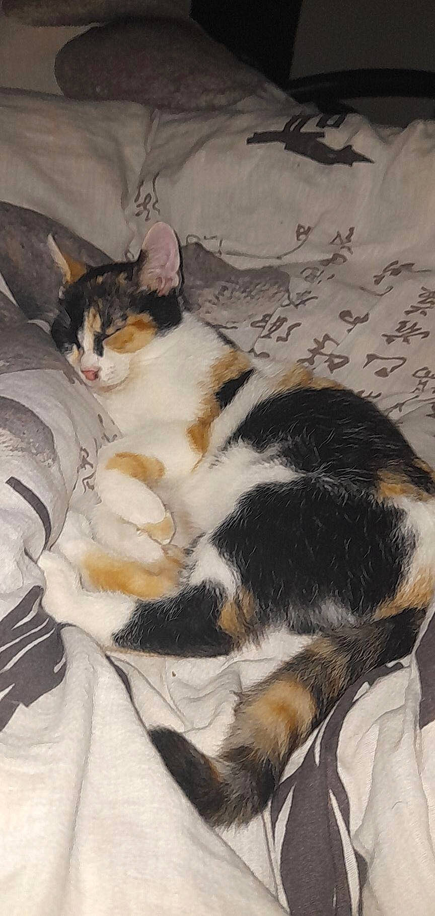 Lila a rejoint le concours — aidez-le/la à gagner de superbes lots ! art, carnivore, cat, claw, comfort, domestic_short_haired_cat, felidae, fur, linens, nap, painting, paw, sleep, small_to_medium_sized_cats, tail, whiskers