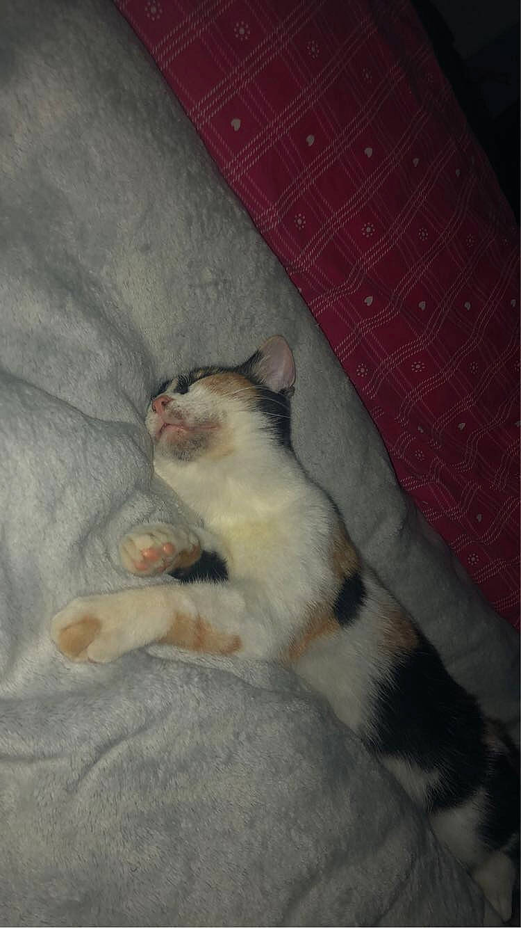 Lila a rejoint le concours — aidez-le/la à gagner de superbes lots ! carnivore, cat, claw, comfort, domestic_short_haired_cat, felidae, foot, fur, linens, paw, small_to_medium_sized_cats, snout, tail, whiskers, wood