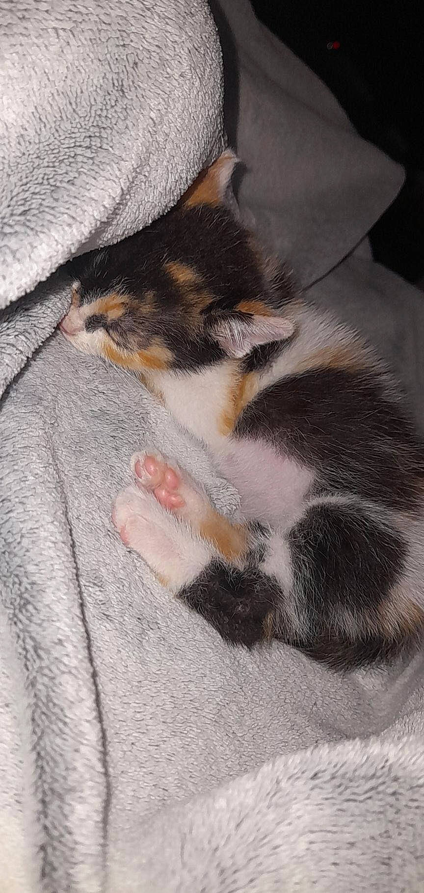 Lila a rejoint le concours — aidez-le/la à gagner de superbes lots ! canidae, carnivore, cat, claw, comfort, domestic_short_haired_cat, fawn, felidae, foot, fur, human_leg, nail, paw, small_to_medium_sized_cats, snout, tail, terrestrial_animal, whiskers, wildlife, window