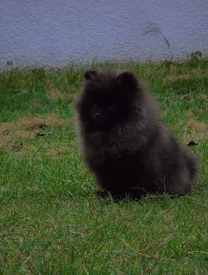 Phocea participe au concours pour gagner de l'argent avec cette photo : fur, german_spitz_klein, grass, grassland, terrestrial_animal, wildlife