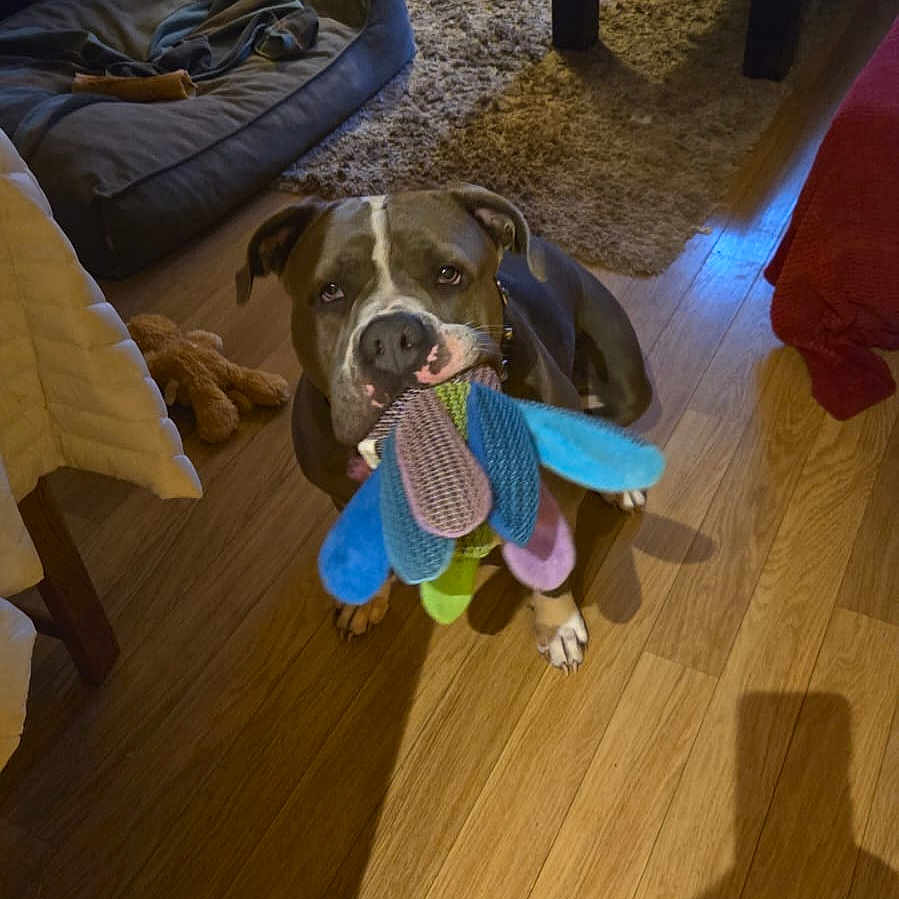 Bella a rejoint le concours — aidez-le/la à gagner de superbes lots ! blanket, brown_dog, casual, coffee_table, cushion, dog, dog_bed, flooring, furniture, home_interior, household_items, indoor, living_room, pet, playful, plush_toy, rug, shadow, toy, wooden_floor