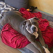 Bella a rejoint le concours — aidez-le/la à gagner de superbes lots ! blanket, canine, couch, cozy, dog, ears, floor, fur, furniture, gray_dog, home, indoor, looking, pet, red_blanket, relaxed, snout, stretching, white_paws, wooden_floor