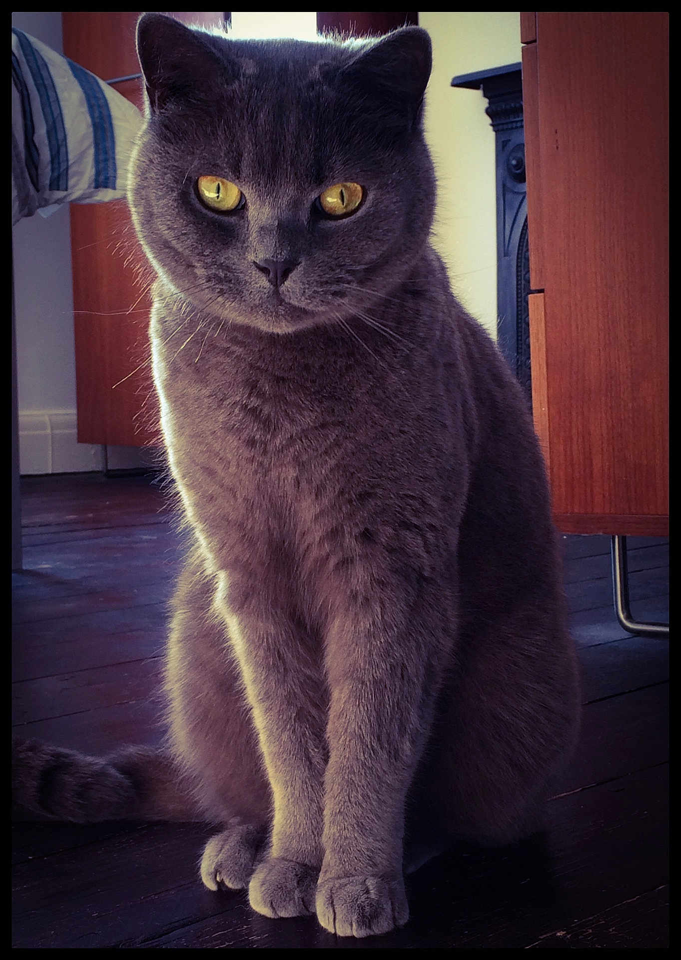 Alf is registered to the contest to win money with this photo: cat, gray_cat, yellow_eyes, indoor, wooden_floor, furniture, pet, sitting, portrait, animal, domestic_cat, cozy, mystery, close_up, whiskers, fur, paws, tail, cute, companion