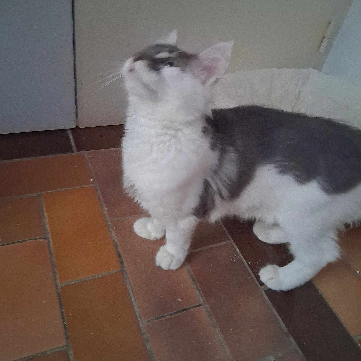 Benji