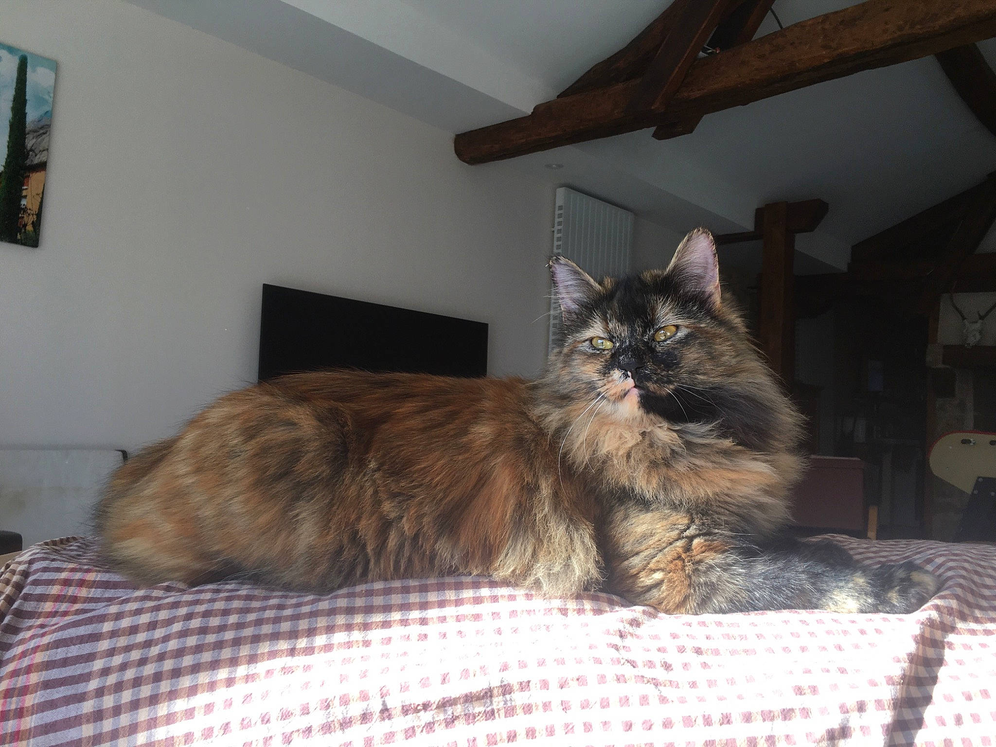 Mougly a rejoint le concours — aidez-le/la à gagner de superbes lots ! carnivore, cat, domestic_long_haired_cat, fawn, felidae, fur, home, home_accessories, linens, liver, picture_frame, room, shelf, small_to_medium_sized_cats, snout, vertebrate, whiskers