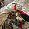 cat, tabby_cat, sleeping, sleepy, pet, animal, bed, blanket, plush_toy, stuffed_animal, cuddling, indoors, bedroom, cozy, relaxed, fur, whiskers, closed_eyes, portrait, home