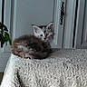 Blue De L Aby a rejoint le concours — aidez-le/la à gagner de superbes lots ! animal, blanket, cabinet, cat, cozy, curious, curled_up, furniture, furry, gray, green, indoor, kitten, pet, plant, resting, small, textured, white, wide_eyes