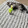 Blue De L Aby participe au concours pour gagner de l'argent avec cette photo : animal, cat, curious, cute, floor, fluffy, fur, green_toy, indoor, kitten, paw, pet, playing, relaxing, rug, string, texture, toy, white_rug, yellow_toy