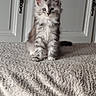 animal, background, blanket, cat, cozy, curious, cute, domestic, feline, fluffy, fur, gray, indoor, kitten, pet, sitting, soft, texture, white, young