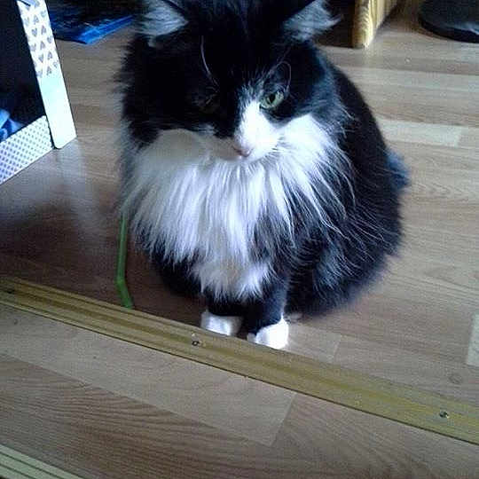 Pussycat