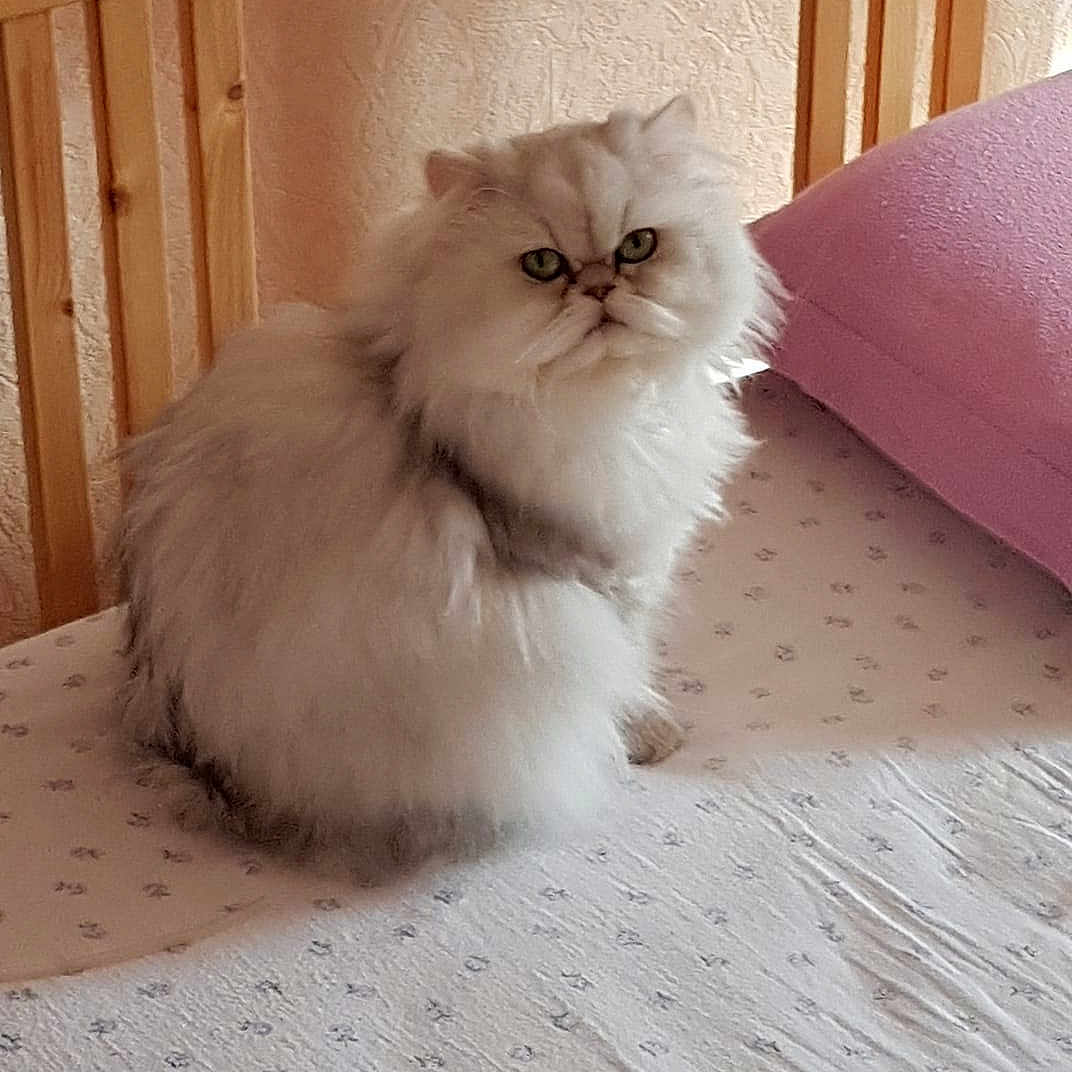 Issy D participe au concours pour gagner de l'argent avec cette photo : asian_semi_longhair, british_semi_longhair, carnivoran, cat, cat_like_mammal, domestic_long_haired_cat, floor, fur, himalayan, kitten, napoleon_cat, persian, small_to_medium_sized_cats, snout, whiskers