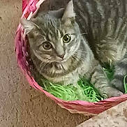 Stormy joined the competition — help win amazing prizes! cat, tabby, basket, green_shredded_paper, carpet, indoor, pet, feline, curious, cozy, resting, animal, cute, striped, ears, whiskers, paw, relaxed, looking_up, woven