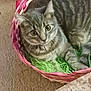 cat, tabby, basket, green_shredded_paper, carpet, indoor, pet, feline, curious, cozy, resting, animal, cute, striped, ears, whiskers, paw, relaxed, looking_up, woven
