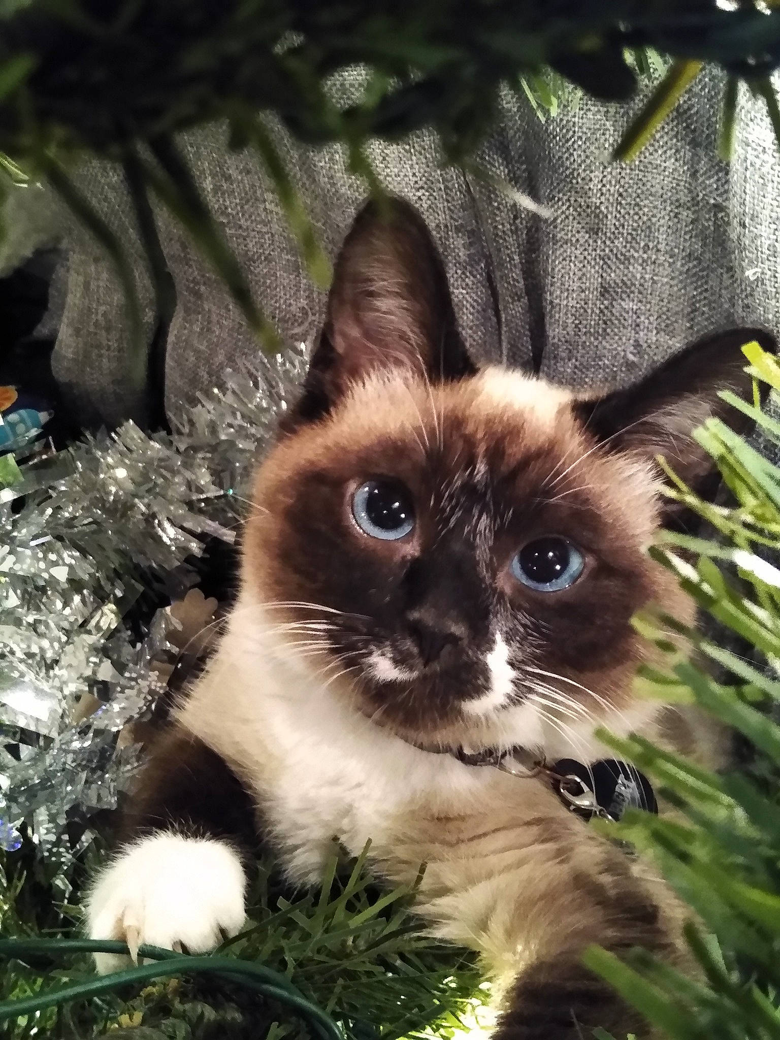 Gilbert is registered to the contest to win money with this photo: birman, carnivore, cat, eye, fawn, felidae, fur, grass, groundcover, iris, plant, ragdoll, siamese, small_to_medium_sized_cats, snout, terrestrial_animal, thai, tree, whiskers, wildlife
