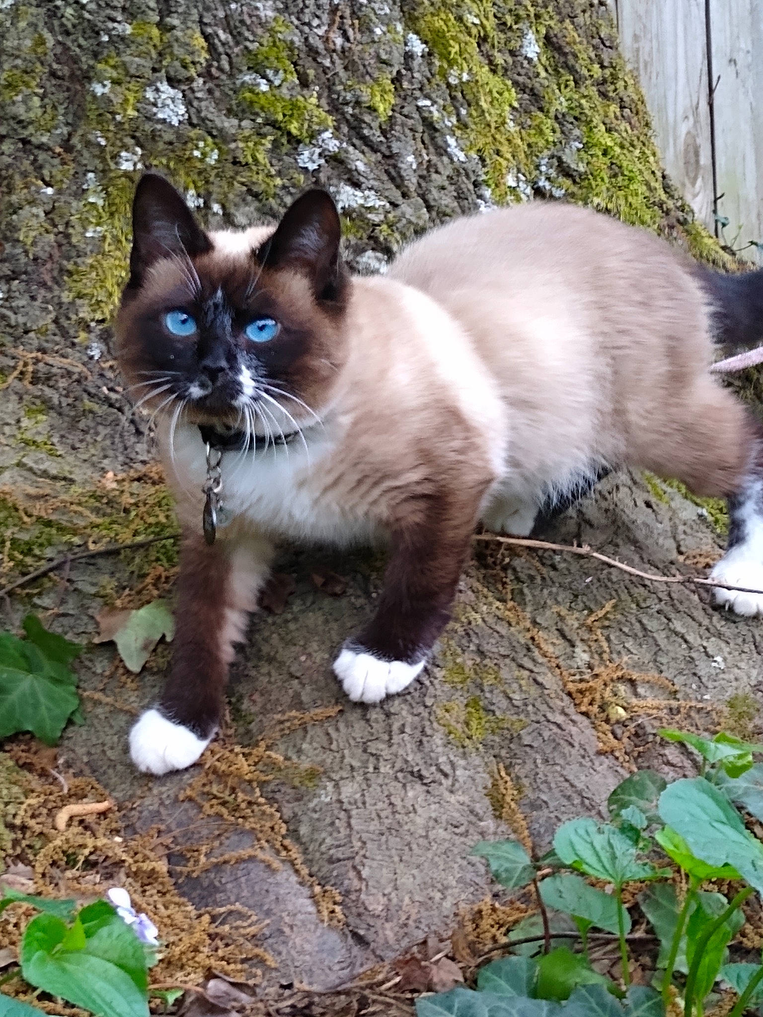 Gilbert joined the competition — help win amazing prizes! carnivore, cat, eye, fawn, felidae, fur, grass, groundcover, iris, leaf, mammal, plant, siamese, small_to_medium_sized_cats, snout, tail, terrestrial_animal, thai, vertebrate, whiskers