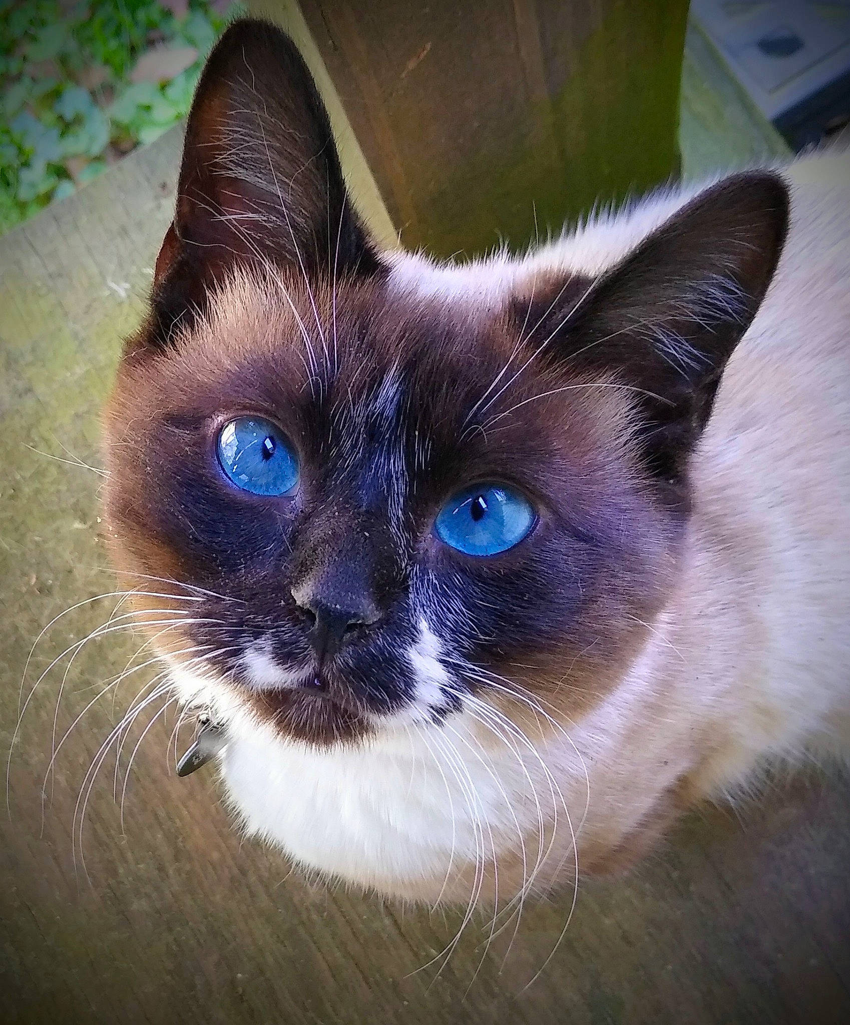 Gilbert is registered to the contest to win money with this photo: balinese, birman, carnivore, cat, close_up, domestic_short_haired_cat, electric_blue, eye, fawn, felidae, fur, head, no_expression, siamese, small_to_medium_sized_cats, snout, terrestrial_animal, thai, whiskers, wildlife