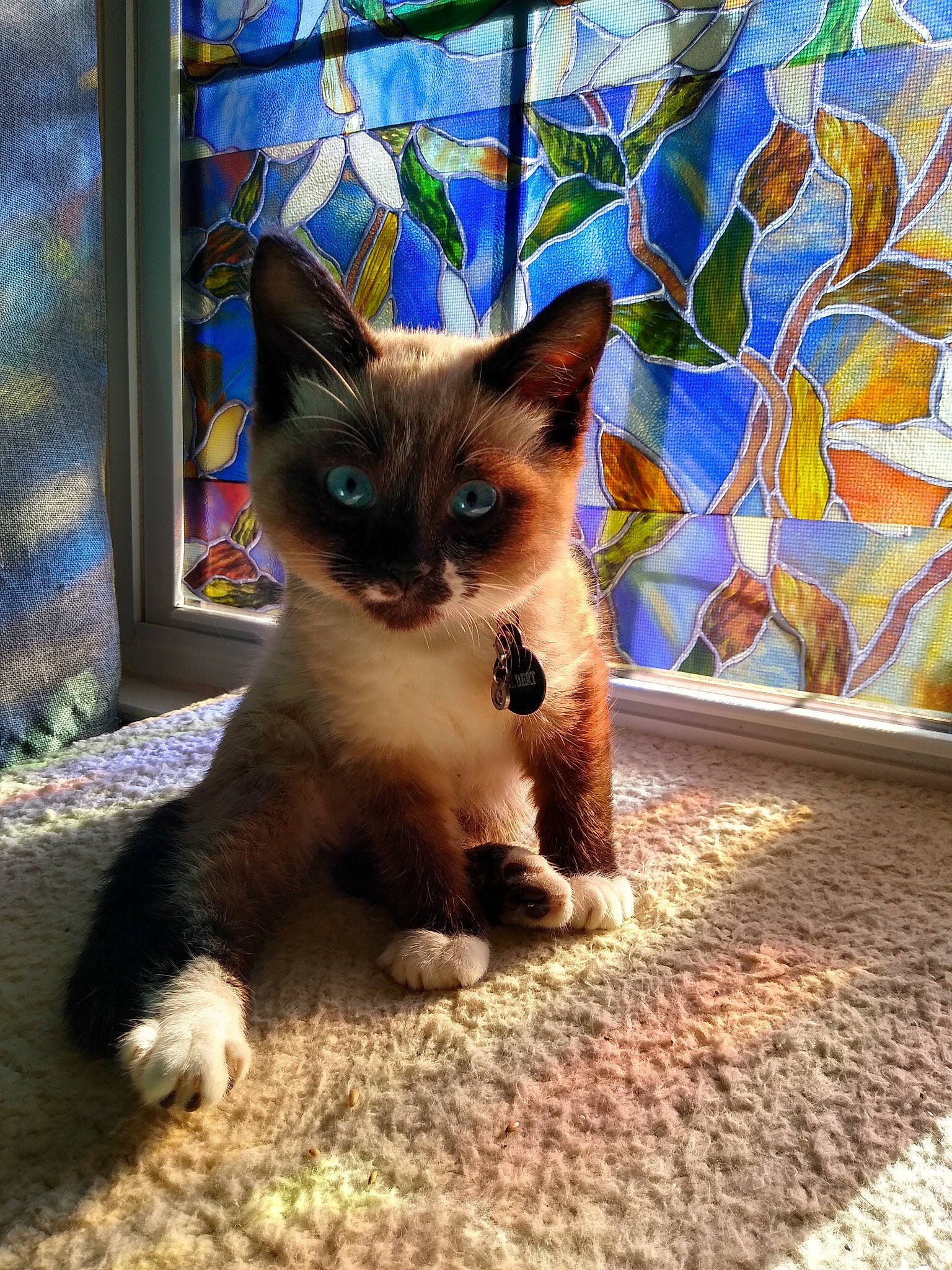Gilbert is registered to the contest to win money with this photo: art, balinese, carnivore, cat, domestic_short_haired_cat, electric_blue, fawn, felidae, fur, magenta, siamese, small_to_medium_sized_cats, snout, tail, terrestrial_animal, thai, tonkinese, visual_arts, whiskers, wildlife