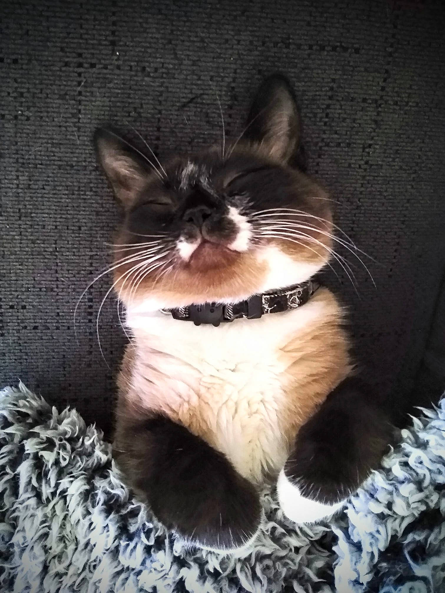 Gilbert is registered to the contest to win money with this photo: beard, carnivore, cat, claw, domestic_short_haired_cat, felidae, flash_photography, foot, formal_wear, fur, head, jaw, leg, paw, small_to_medium_sized_cats, snout, tail, tints_and_shades, whiskers, window