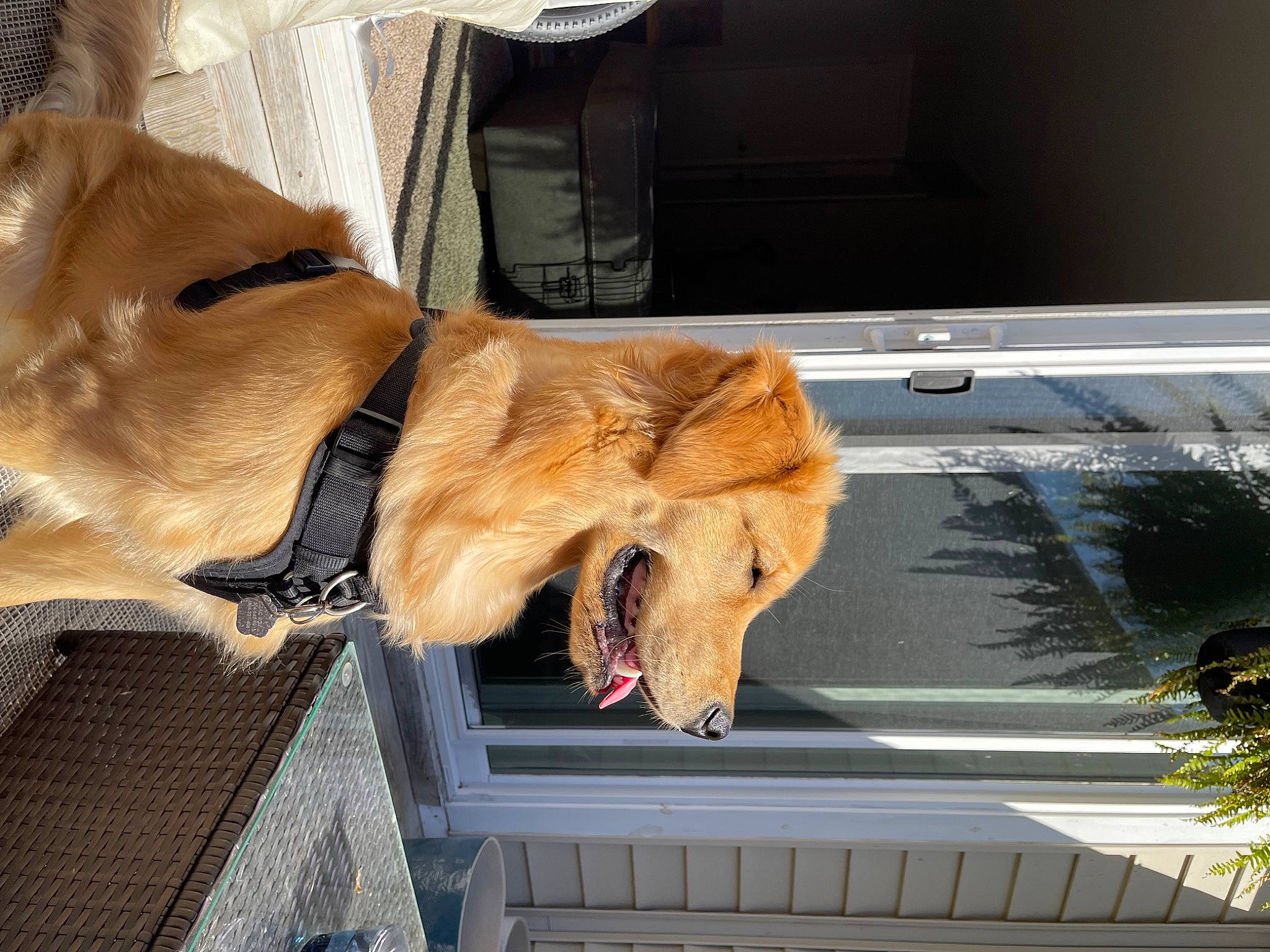 Russo is registered to the contest to win money with this photo: automotive_exterior, carnivore, companion_dog, dog_breed, fawn, felidae, foot, fur, hood, liver, plant, small_to_medium_sized_cats, snout, sporting_group, tail, tints_and_shades, vehicle_door, whiskers, window, windshield