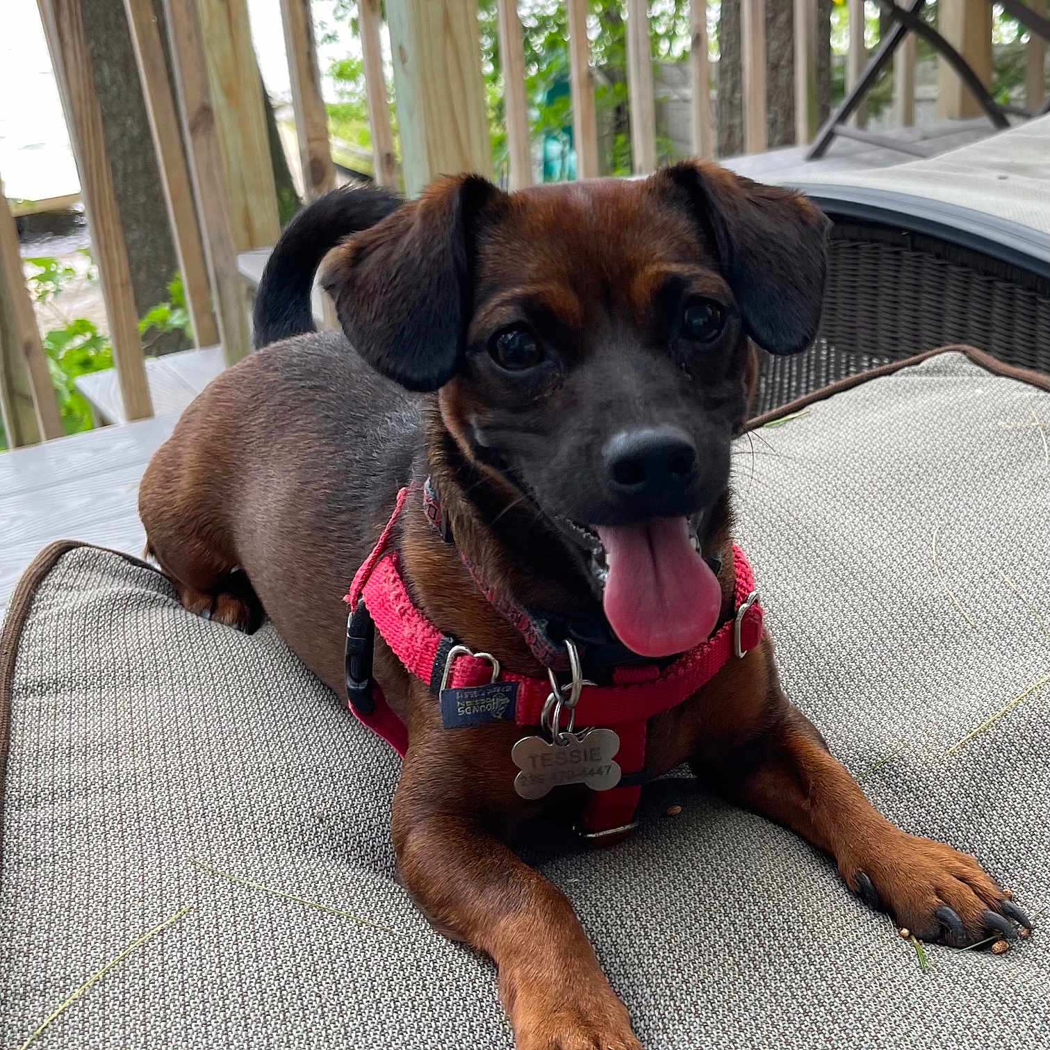 Tessie joined the competition — help win amazing prizes! animal, brown_dog, canine, closeup, cushion, deck, dog, happy_dog, nature, outdoor, paw, pet, pet_tag, red_harness, resting, small_dog, smiling, summer, tongue_out, wooden_railings