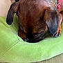 dog, brown_dog, pet, collar, resting, cushion, green_cushion, close_up, indoor, cozy, sleeping, animal, paw, fur, snout, relaxing, home, comfort, canine, bed