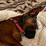 dog, sleeping, blanket, brown_fur, collar, indoor, pet, resting, cozy, fluffy, close_up, animal, mammal, fur, cute, domestic_animal, napping, soft_texture, relaxation, comfort