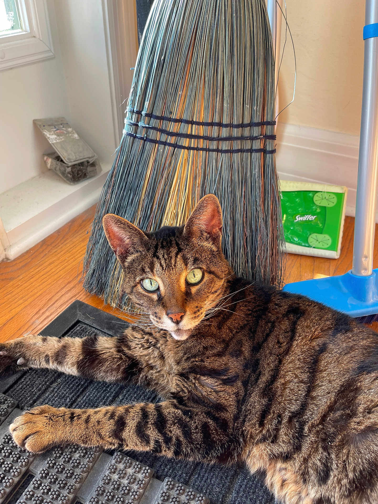 Zara is registered to the contest to win money with this photo: animal, broom, cat, cleaning_supplies, closeup, curious, domestic, floor, fur, green_eyes, household, indoor, mat, pet, portrait, relaxed, swiffer, tabby, whiskers, wood_floor