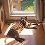 animal, cat, cozy, daylight, domestic_cat, feline, floor, home, indoor, pet, quiet, relaxed, resting, shadow, striped, sunbeam, sunlight, tabby, window, wooden_floor