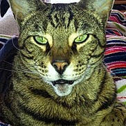 Zara is registered to the contest to win money with this photo: animal, blanket, cat, close_up, colorful, cute, domestic_cat, ears, feline, fur, green_eyes, indoor, mouth_open, pattern, pet, portrait, resting, striped, tabby, whiskers