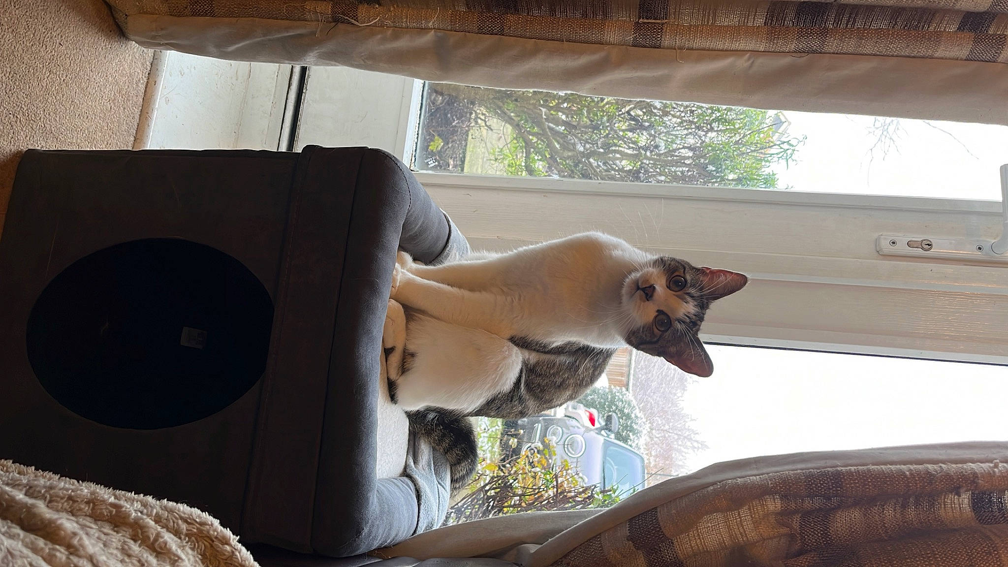 Kobé joined the competition — help win amazing prizes! auto_part, automotive_exterior, car_seat, carnivore, comfort, companion_dog, dog, dog_breed, fawn, felidae, mammal, motor_vehicle, shade, small_to_medium_sized_cats, tints_and_shades, tree, vehicle, vehicle_door, window, wood